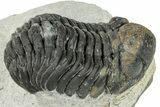 Morocops Trilobite - Ofaten, Morocco #287549-1